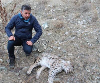 Kaçak avcılar nesli tükenmekte olan vaşağı vurdu