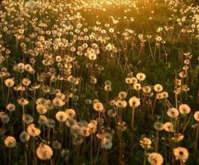 Karahindiba Çayının Faydaları Nelerdir Karahindiba Çayı Nasıl Yapılır, Nasıl Demlenir