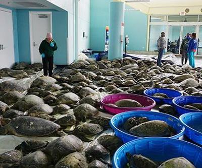 Teksas’ta binlerce deniz kaplumbağası soğukta donmaktan kurtarıldı