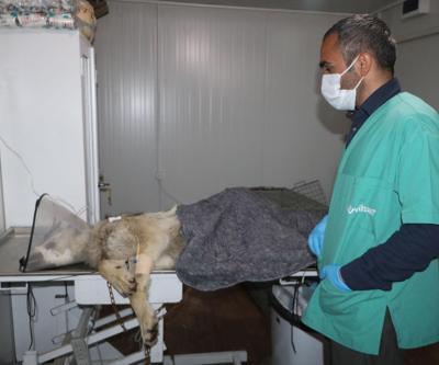 Yüksekovada endişe yaratan kurt yakalandı
