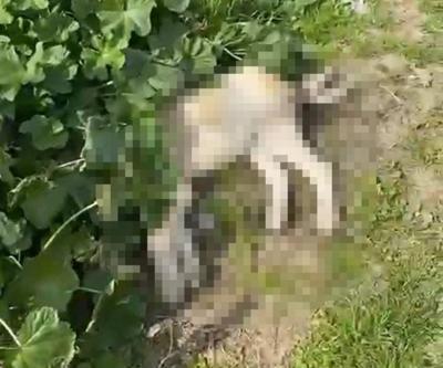 Dehşete düşüren haber Görenler gözyaşlarına hakim olamadı