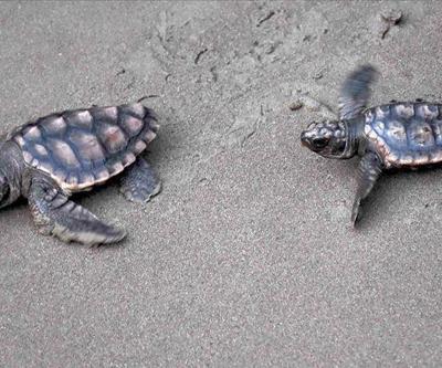 Caretta carettaların üreme alanı kesin korunacak hassas alan ilan edildi