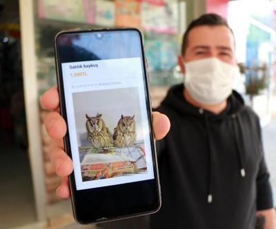 İnternetten hayvan satışı tepkisi: Tarantula, baykuş, albino kirpi, yılan ne ararsan var