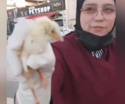 Çöp konteynerine atılan hayvanlar için suç duyurusu