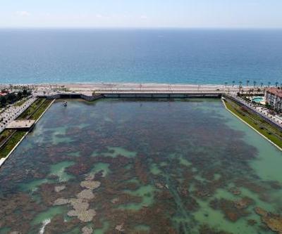 Konyaaltı plajına dökülen Boğaçayı yosunla kaplandı
