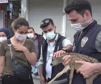 Ot toplarken karaca buldular