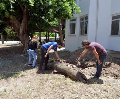 Mersinde sahile ölü yunus vurdu