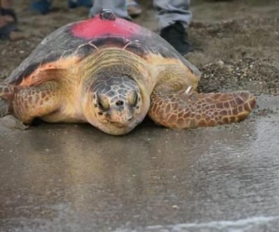 Uydudan izlenen Caretta Likya 296 günlük uzun yolculuğu sonunda Tunusa ulaştı