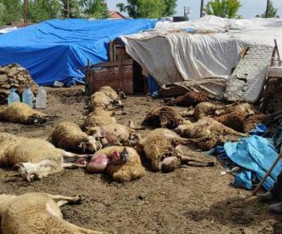 Ağıla giren kurt, 22 koyunu telef etti