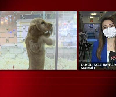 SON DAKİKA: Hayvan hakları yasası geliyor