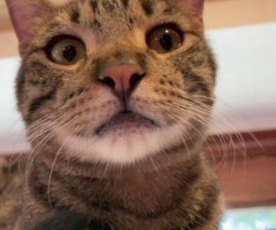 Kedi konseptli kafe ilgi çekiyor