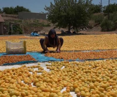 15 bin işçi kayısı hasadında