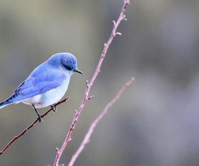 Rüyada Kuş Görmek Ne Anlama Gelir Rüyada Kuşun Uçması Neye İşarettir
