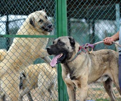 Kangal ve akbaşları almak için 1 yıllık sıraya giriyorlar