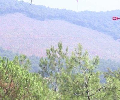 Heybeliadada yanan alan yeşeriyor