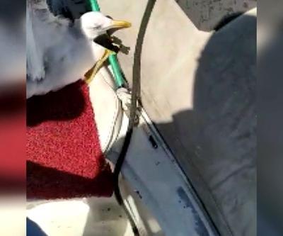 Misina ipine dolanan martılar kurtarıldı