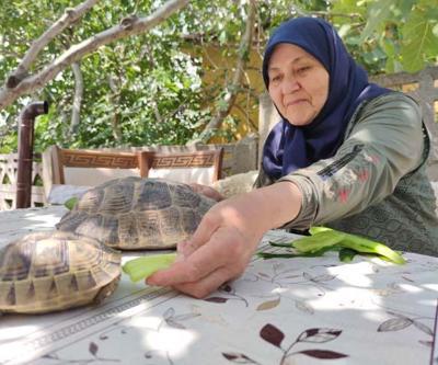 71 yaşındaki Zekiye Artut bahçesindeki 3 kaplumbağaya özenle bakıyor