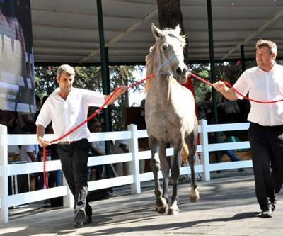 Otomobil fiyatına tay satıldı