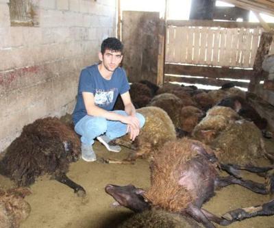 Kurt ağıla girdi; 40 koyun öldü, 6 koyun yaralı