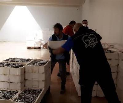 Boy yasağına aykırı avlanılan 2 ton istavrite el konuldu