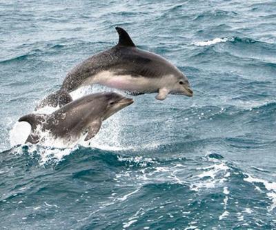Faroe Adaları’ndaki festivalde 1500e yakın balina ve yunus katledildi