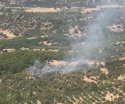 İzmirin Dikili ilçesinde orman yangını