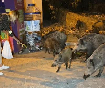 Fethiye merkezine inen domuzları, turistler ve halk elleriyle besliyor