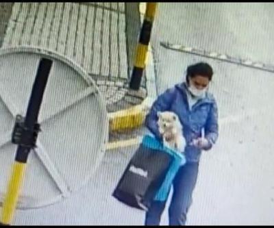 Önce sevdi, sonra alıp gitti: Köpeği çalan kadın kamerada