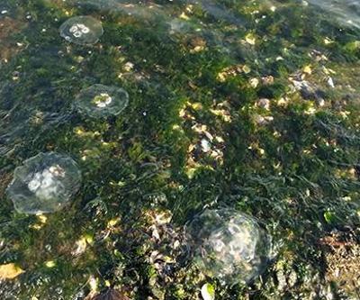 Gölcük sahilinde görülen deniz anası yoğunluğu azaldı