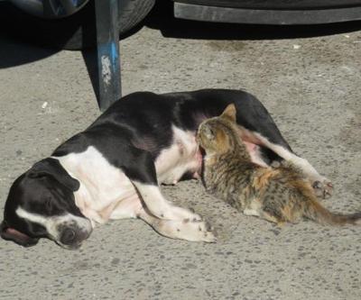 Anneleri ölen kedileri Fındık adlı köpek emziriyor