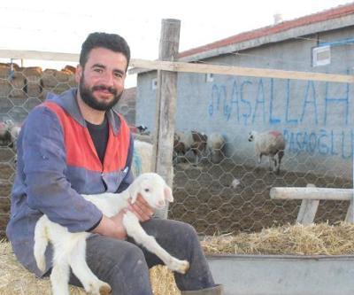 14 koyunla başladı, şimdi hem yetiştiriyor hem de satıyor