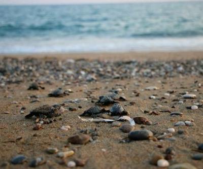 Manavgatta denize ulaşan yavru caretta caretta sayısı 2 kat arttı