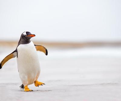Penguen yolunu şaşırdı, Antarktikadan Yeni Zelandaya ulaştı