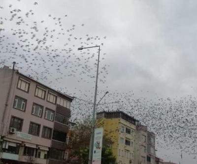 Tekirdağ’da kargalar gökyüzünü istila etti