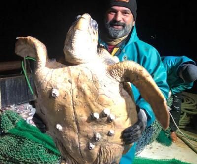 Marmarada ağlara takılan caretta caretta balıkçıları şaşkına uğrattı