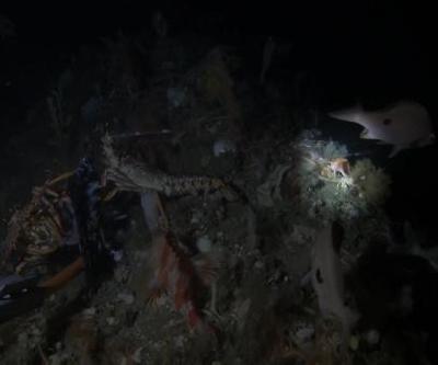 Avustralya’da 22 yıl aradan sonra pembe el balığı kameraya takıldı