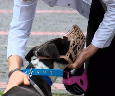 Barınaklar terk edilen Pitbull ile doldu