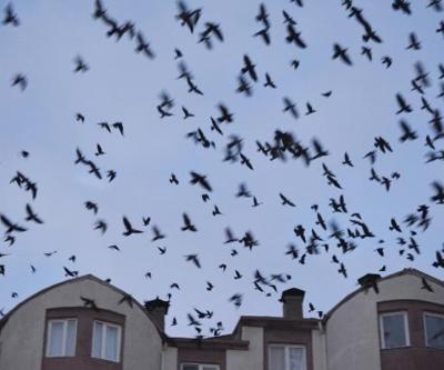 Mahalle kargaların istilasına uğradı: Ürküten görüntü