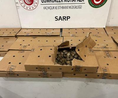 Sarp Sınır Kapısında 5 bin su kaplumbağası ele geçirildi
