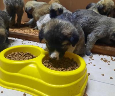 63 yavru köpek son anda ölümden kurtarıldı