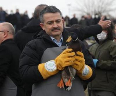 Bakan Pakdemirli, Uluabat Gölüne yaban ördeği saldı