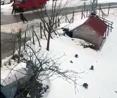 Domuzdan kaçan genç kendini otomobilin üzerine attı