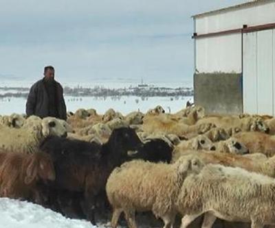 Karda 300 küçükbaşıyla mahsur kaldı, 2 saatte kurtarıldı