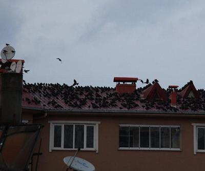 Erzurum Oltuda karga istilası