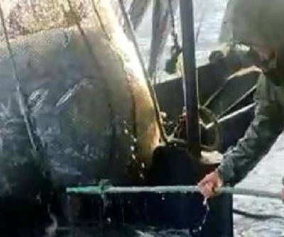 Ağlar denizanasıyla doldu: Dokunmayın uyarısı