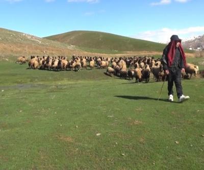 Kışı atlatan besicileri yüksek maliyetli çoban telaşı sardı