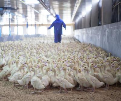 ABDdeki çiftliklerde kuş gribi vakaları artıyor