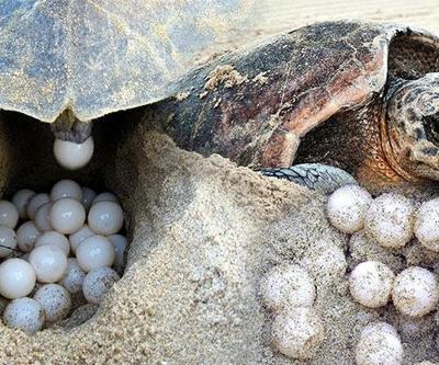 Caretta carettaların yumurtlama dönemi başladı, İztuzunda ilk yuva tespit edildi