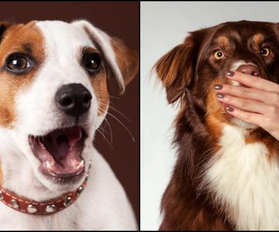 ABDde ilginç yasak: Köpeklerin havlama süresi sınırlandırıldı