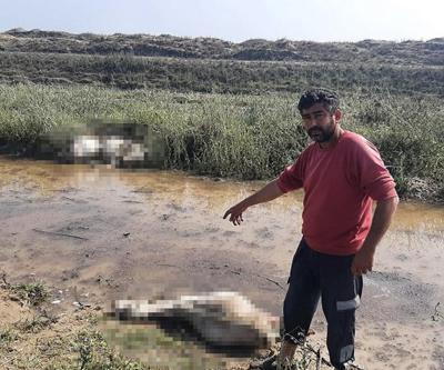 Doluya arazide yakalanan 25 koyun telef oldu